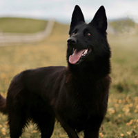 FundoFotoCarossel-PastorAlemao3