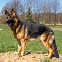 FundoFotoCarossel-PastorAlemao4