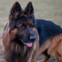 FundoFotoCarossel-PastorAlemao5