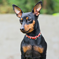 FundoFotoCarossel-Pequines1
