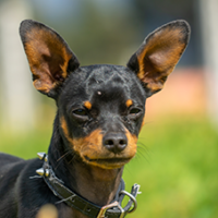 FundoFotoCarossel-Pequines2