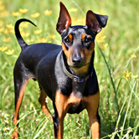 FundoFotoCarossel-Pequines3