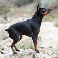 FundoFotoCarossel-Pequines4
