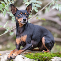 FundoFotoCarossel-Pequines6