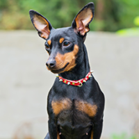 FundoFotoCarossel-Pinscher1