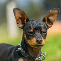 FundoFotoCarossel-Pinscher2