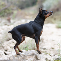 FundoFotoCarossel-Pinscher4