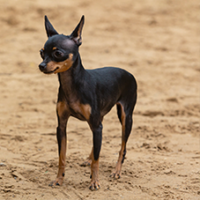 FundoFotoCarossel-Pinscher5
