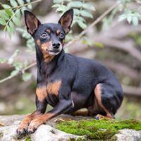 FundoFotoCarossel-Pinscher6