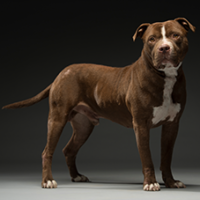 FundoFotoCarossel-Pitbull1