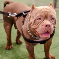 FundoFotoCarossel-Pitbull2