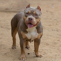FundoFotoCarossel-Pitbull3