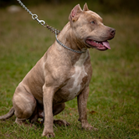FundoFotoCarossel-Pitbull4