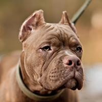 FundoFotoCarossel-Pitbull5
