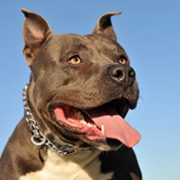 FundoFotoCarossel-Pitbull6
