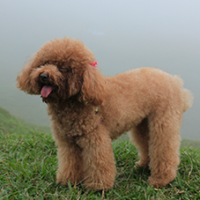 FundoFotoCarossel-Poodle2