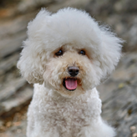 FundoFotoCarossel-Poodle3