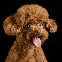 FundoFotoCarossel-Poodle4