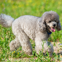 FundoFotoCarossel-Poodle5