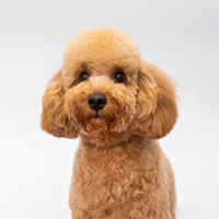 FundoFotoCarossel-Poodle6