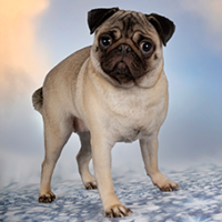 FundoFotoCarossel-Pug1