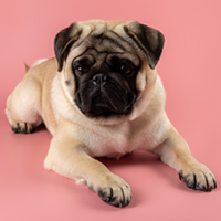 FundoFotoCarossel-Pug2