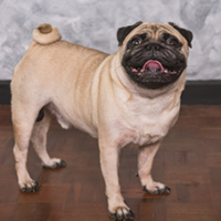 FundoFotoCarossel-Pug3