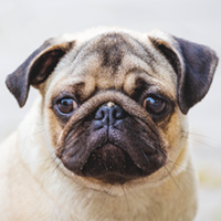 FundoFotoCarossel-Pug6
