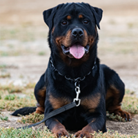 FundoFotoCarossel-Rottweiler1