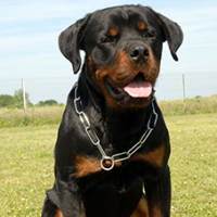 FundoFotoCarossel-Rottweiler2