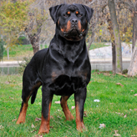 FundoFotoCarossel-Rottweiler3