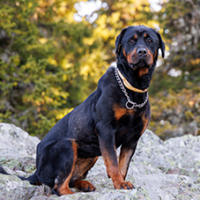 FundoFotoCarossel-Rottweiler4