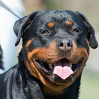 FundoFotoCarossel-Rottweiler5