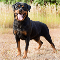 FundoFotoCarossel-Rottweiler6