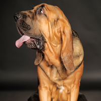 FundoFotoCarossel-Sabujo3