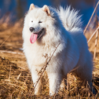 FundoFotoCarossel-Samoieda2