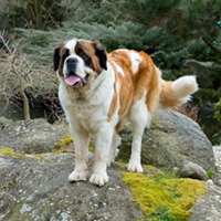 FundoFotoCarossel-SaoBernardo2