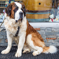 FundoFotoCarossel-SaoBernardo5