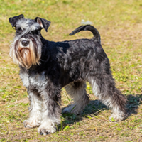 FundoFotoCarossel-Schnauzer1