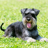 FundoFotoCarossel-Schnauzer2