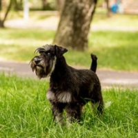 FundoFotoCarossel-Schnauzer3