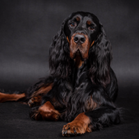 FundoFotoCarossel-Setter2