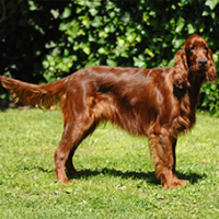 FundoFotoCarossel-Setter3