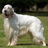FundoFotoCarossel-Setter5