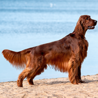 FundoFotoCarossel-Setter6