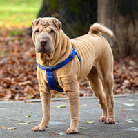 FundoFotoCarossel-Sharpei1