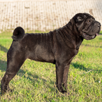 FundoFotoCarossel-Sharpei2