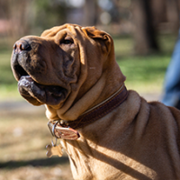 FundoFotoCarossel-Sharpei3