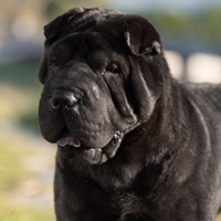 FundoFotoCarossel-Sharpei4