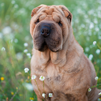FundoFotoCarossel-Sharpei6